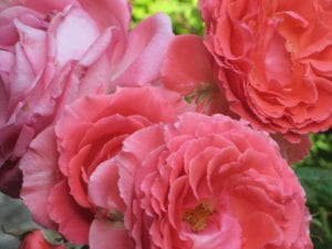 Coral Roses 2012