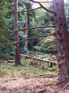 denman north end trees 2015